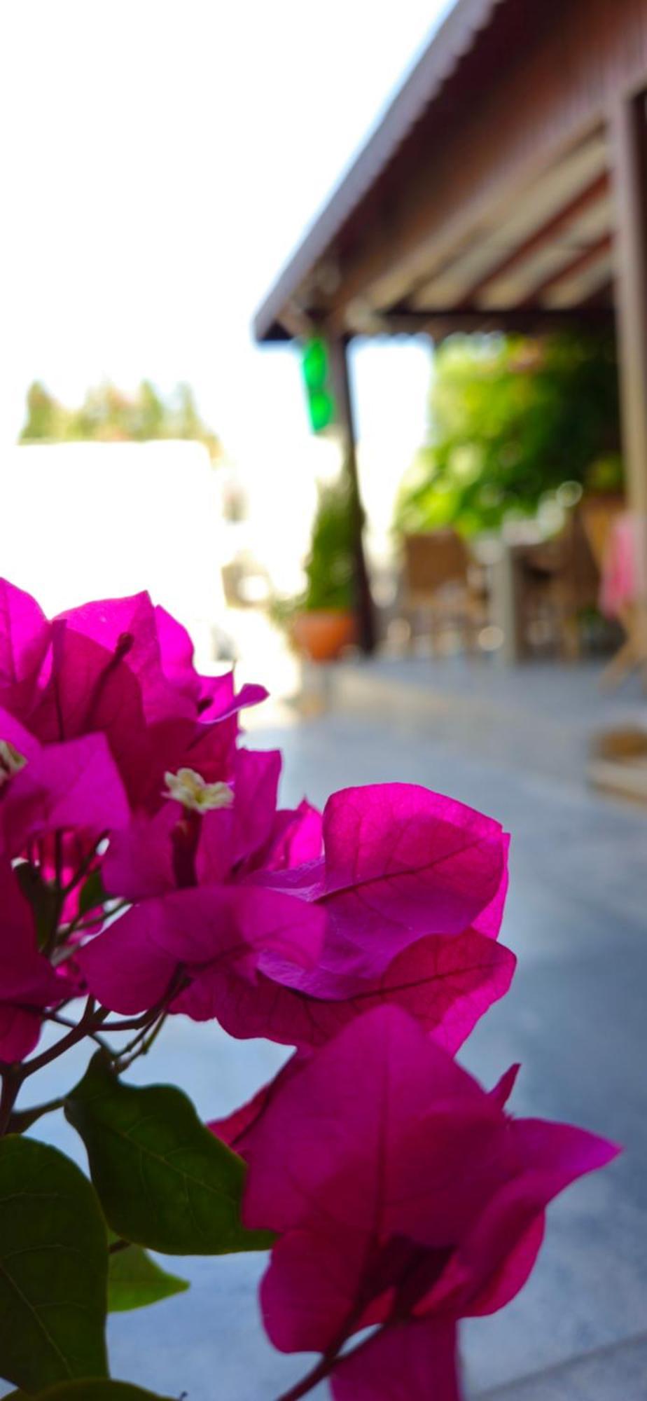 Merkez Kumsal Pansiyon Bodrum Bagian luar foto